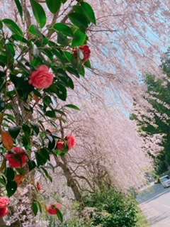椿大神社と桜と椿